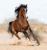 ykhan's Profile Picture