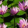 pankaj694266's Profile Picture