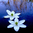 nishachanana's Profile Picture