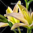 rajasree.oruganti@gmail.com's Profile Picture