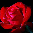 nandita-das's Profile Picture