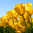 manoj-sahu's Profile Picture