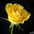 prem-nath's Profile Picture
