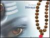 priyashiva's Profile Picture