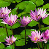 atul.maragaje@gmail.com's Profile Picture