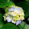 07-zeba-ansari's Profile Picture