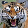 patangbaaz's Profile Picture