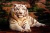 manjunathaswamyc's Profile Picture