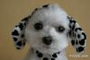 Subha.varghese's Profile Picture