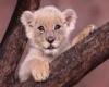 archana_kummari@yahoo.com's Profile Picture