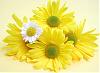 Ashwini K's Profile Picture