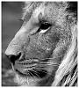 Nawas's Profile Picture