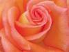 ranjani78's Profile Picture